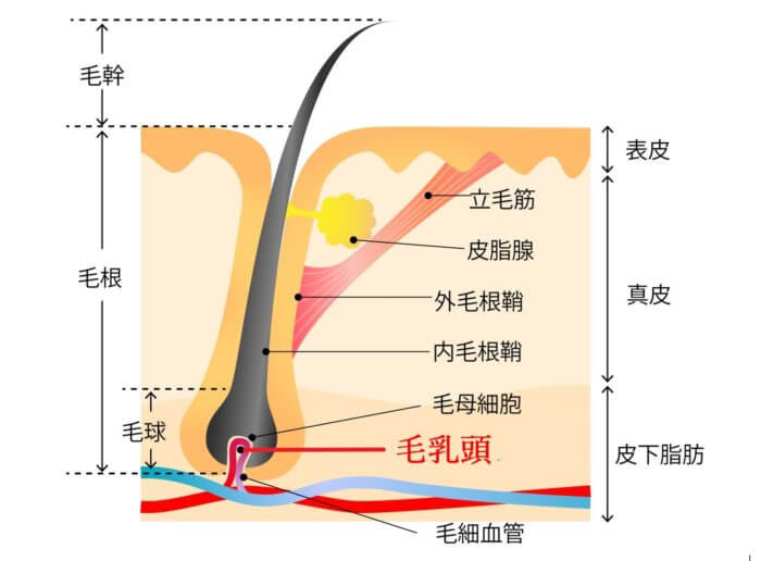 ヒゲの毛抜きは危険？デメリットとヒゲのおすすめ処理方法を解説 | レーザースキンクリニック