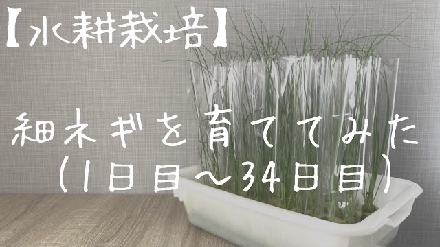 水耕栽培でも根腐れする？その原因と対処法！植物の暮らしサポートマガジンPLANTE プランテ