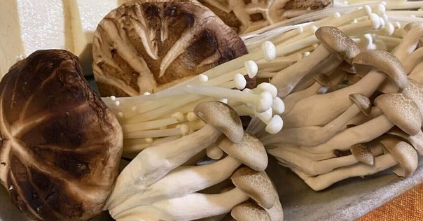 きのこアルバム オオワライタケ