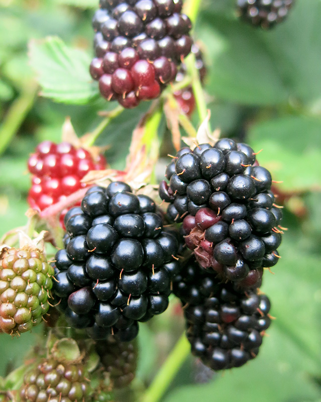 国産ブラックベリー トリプルクラウン