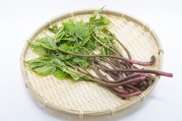 水菜の冷凍保存方法とレシピ５選！ 写真付きで解説！- 急速冷凍機の厳選比較サイト「春夏秋凍」