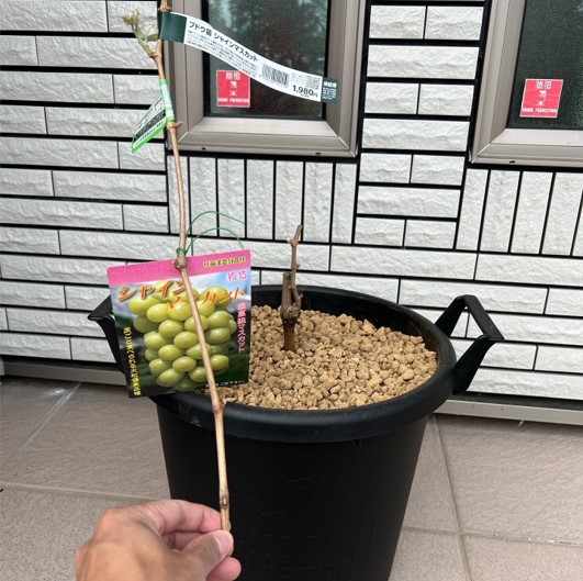 おうちでシャイン1年目のまとめイノハラぶどう園