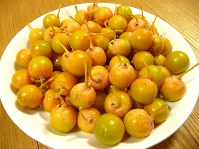 道端で拾った銀杏は食べれるのか！？銀杏の食べ方と処理方法をご紹介！ - 賃貸アパートと日々の生活