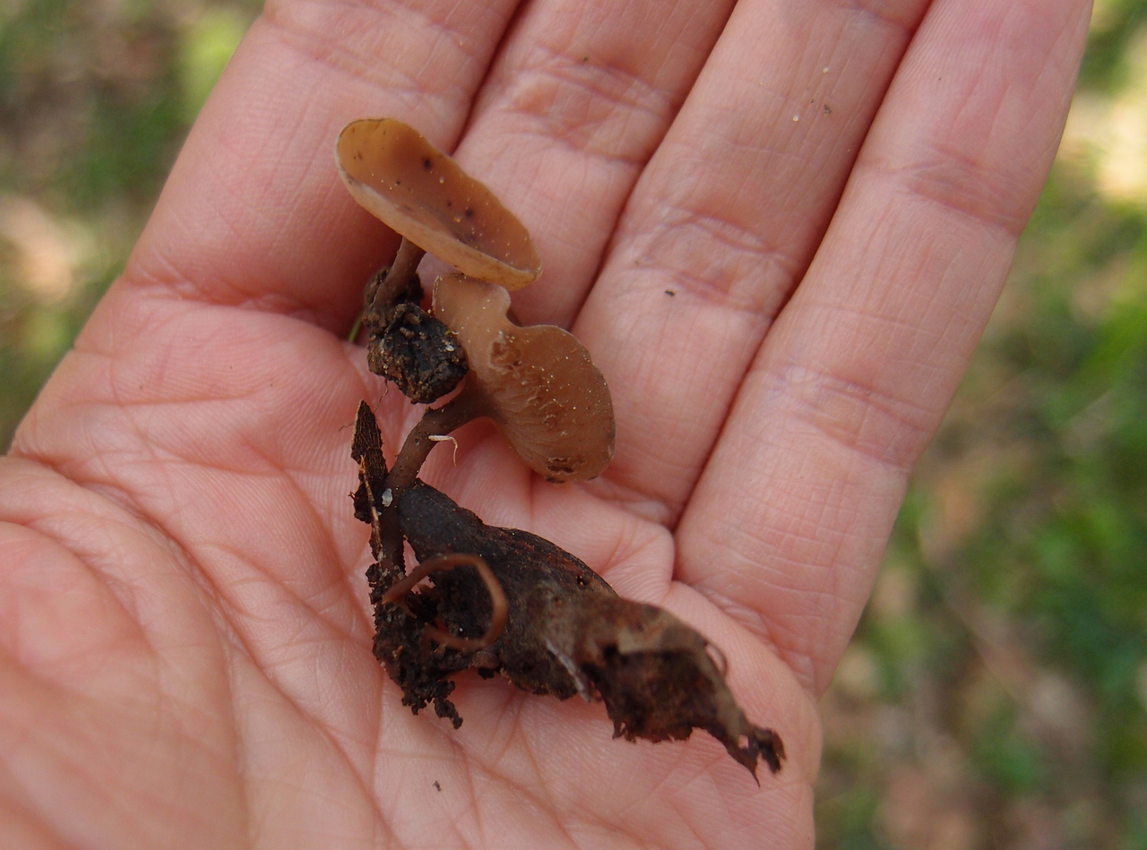 ヒイロチャワンタケ 緋色茶碗茸 の時期・見分け方・食べ方・レシピ - 山菜図鑑