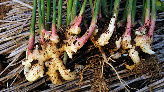 新生姜の旬はいつ？下処理・保存方法から絶品レシピまでご紹介デリッシュキッチン