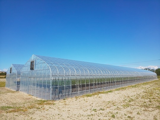 いちご狩り イチゴ農園 ビニールハウス いちご栽培 イチゴ狩り ハウス栽培 人気フルーツ イメージの写真素材87649870- PIXTA