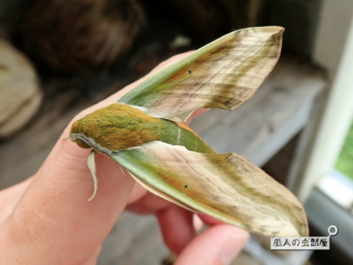 白バックにコマツヨイグサの若い葉を食べる緑の大きなコスズメ蛾の幼虫の写真素材90625287- PIXTA