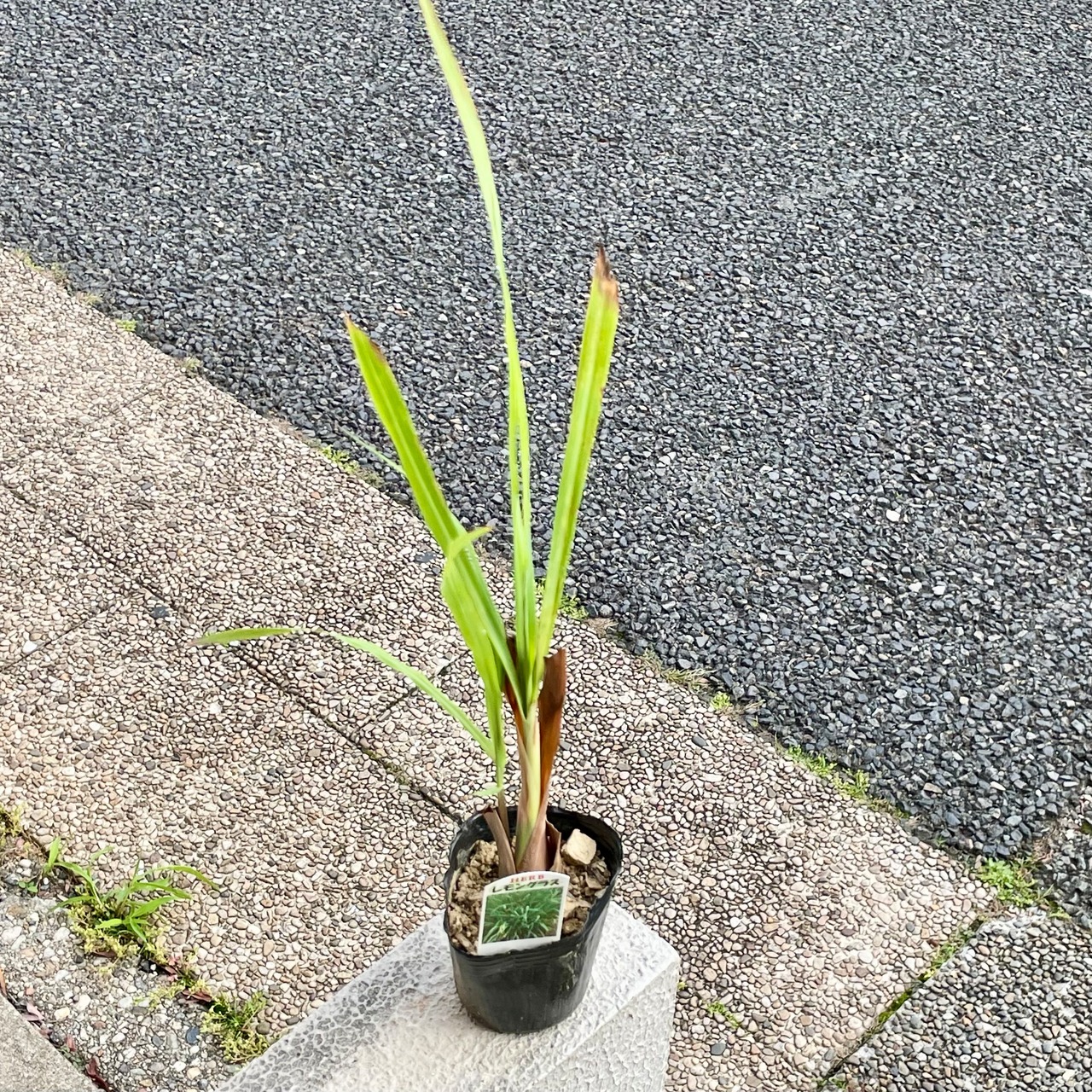 Amazon.co.jp: レモングラス 9cmポット苗 ハーブ : DIY・工具・ガーデン