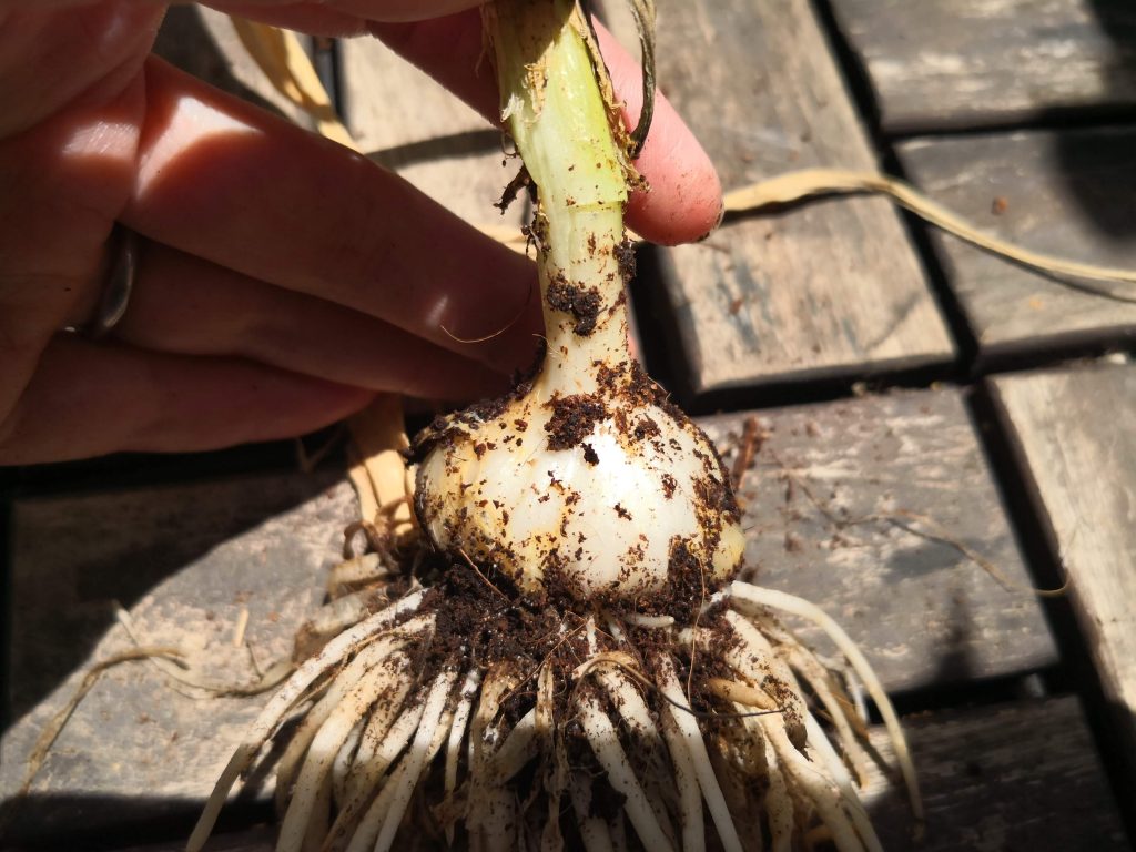 にんにくの基礎知識田子町ガーリックセンタ