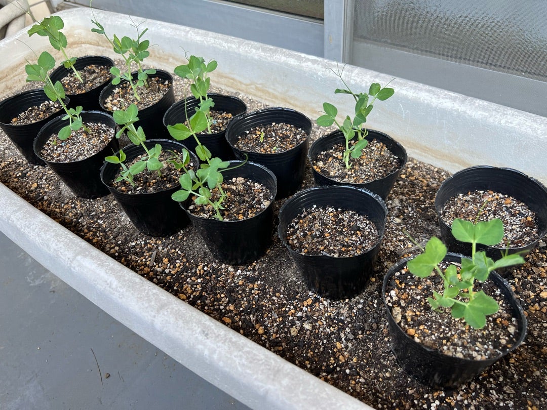 エンドウ 春まき品種の使い分け株式会社トーホク