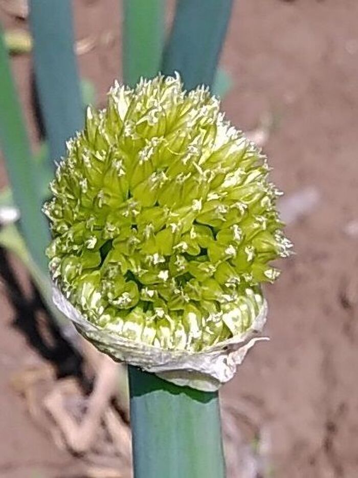 ネギの一生 ネギ坊主は食べられないの?種から成長してネギ坊主ができるまで~ Kuwatoteキッチン クワトテキッチンKuwatoteキッチン クワトテキッチン