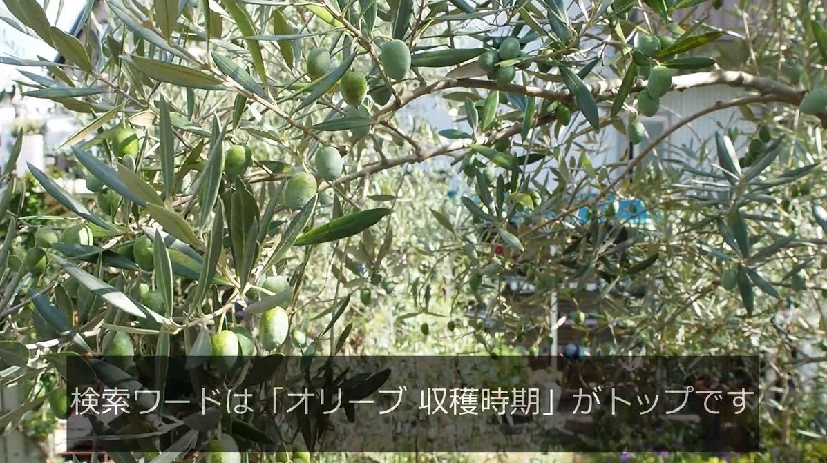 石巻産オリーブの収穫を行いました 令和4年度- 宮城県公式ウェブサイト