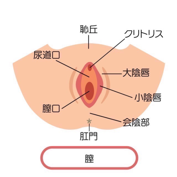 小陰唇縮小術・副皮切除・クリトリス包茎切除術｜京都・滋賀の大西皮フ科形成外科医院【大津石山,四条烏丸】