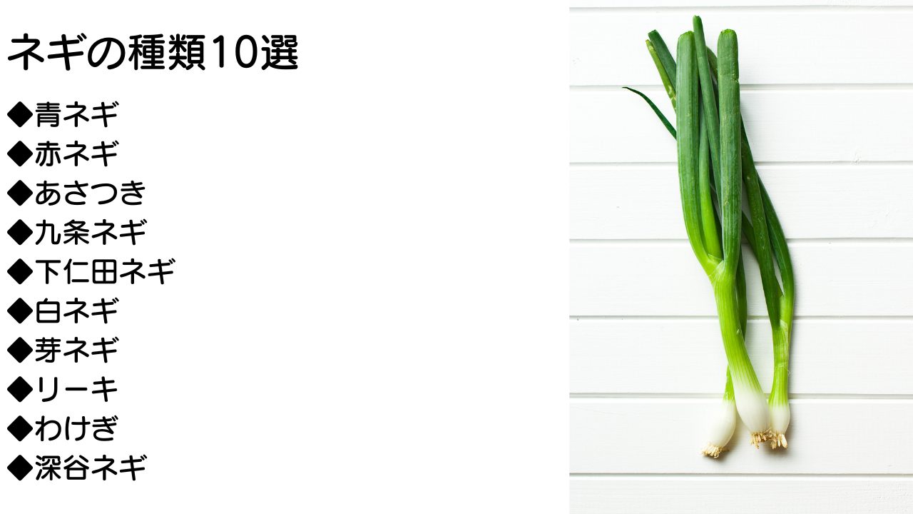 先住ネギ せんじゅねぎ ・白ねぎ:旬の野菜百科