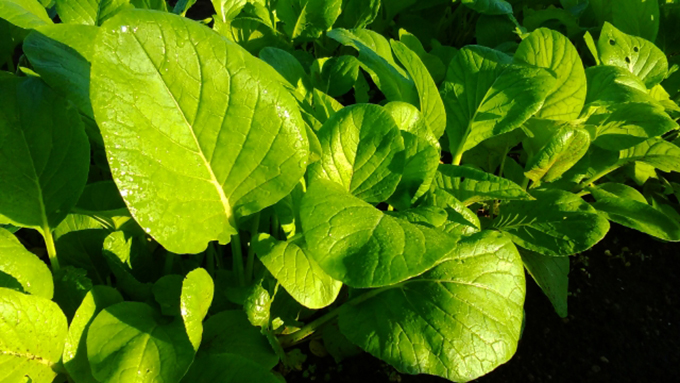 小松菜 長野県産丸友中部青果