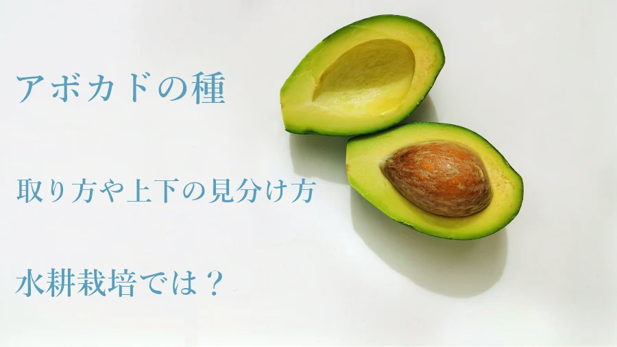 アボカドの実の生長そだレポ 栽培レポート byジェナスみんなの趣味の園芸