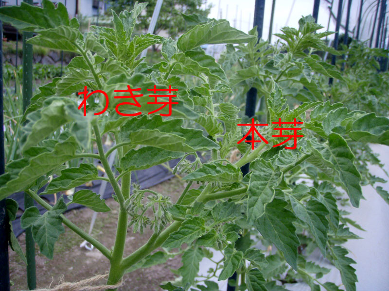 どうする？セイチョウしすぎたミニトマトの脇芽「挿木で増やせるか？」 - 小庭菜園〜自然農法でやさい作り