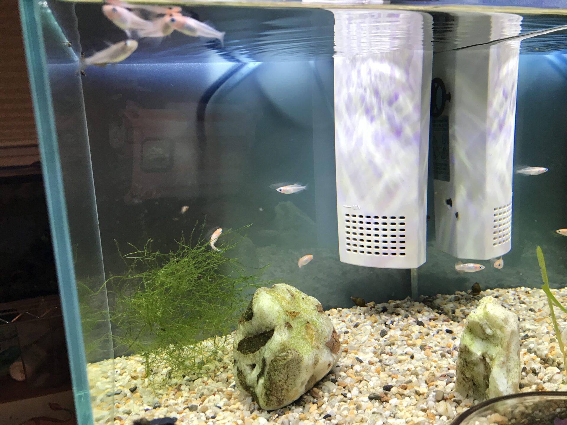 熱帯魚と野菜の共存！アクアポニックス構築～構築前編～ 野菜の水耕栽培葉きつねブログ