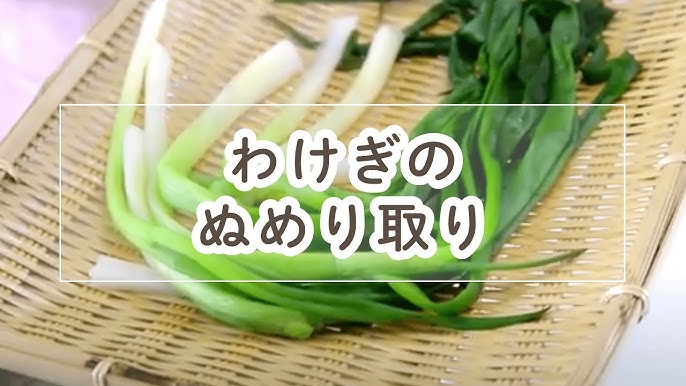 ワケギの茹で方・ぬめりの取り方 料理の基本