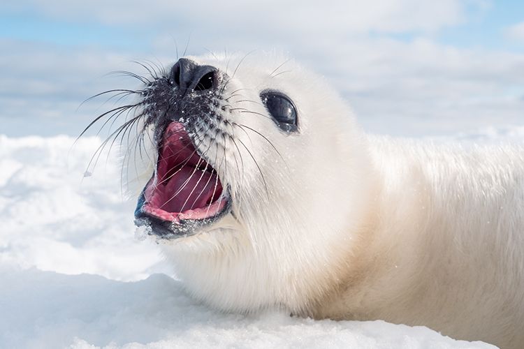 ヘルシーなアザラシ料理、カナダ 写真4枚 国際ニュース：AFPBB News