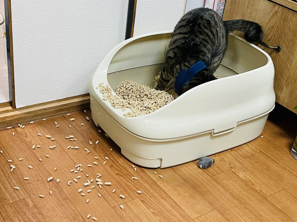 ミケ子のご飯場所は、1階と2階にあります。 寝床も1階と2階にあります。 トイレは、メインが3階、サブが1階にあります。 階段廊下はミケ子の場所です。うちの猫ら猫ねこニャンスタグラムにゃんすたぐらむねこのきもちcatネコcatstagramネコ部mikeko