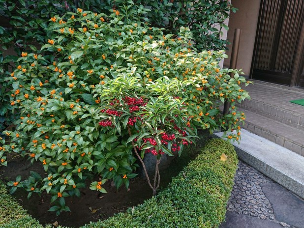 お正月 縁起木の“千両”を飾ってお正月に彩りを♡ センリョウ