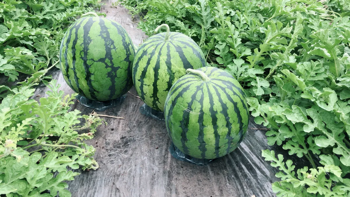 スイカイラスト家庭菜園調べるタキイ種苗株式会社