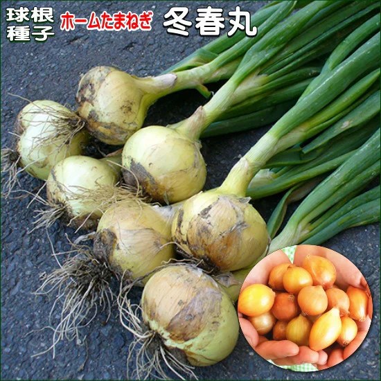 ホームたまねぎ たまねぎ の特徴と育て方苗木部の部室 〜苗木、育てよう〜 By 花ひろばオンライン