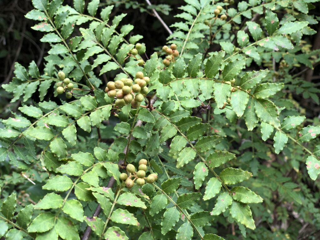 四川料理の極み「花椒 ホアジャオ 」とは？山椒との違い＆麻辣レシピ5選 - macaroni