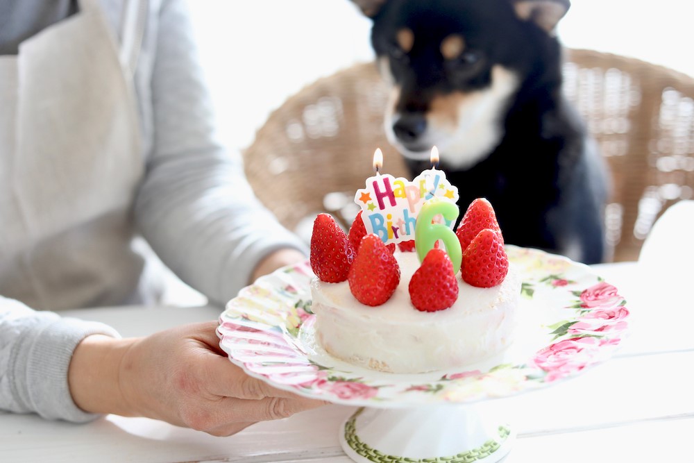 安心安全 簡単な犬用手作りケーキレシピ5選お誕生日や特別な日に犬と暮らすぷにぷにpaw ポー