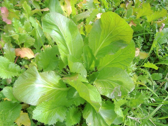 菜っ葉類の蒔き時です!│土と親しむ ~家庭菜園・農業応援歌~