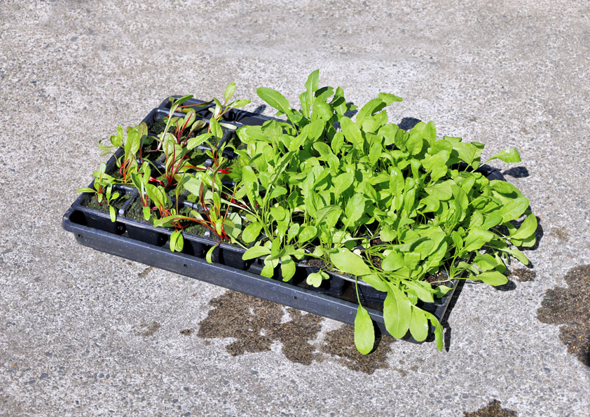 ルッコラの水耕栽培、種まきからの室内栽培、ベランダのプランター栽培の育て方とは？Balcofarm ベランダガーデニングのブログ