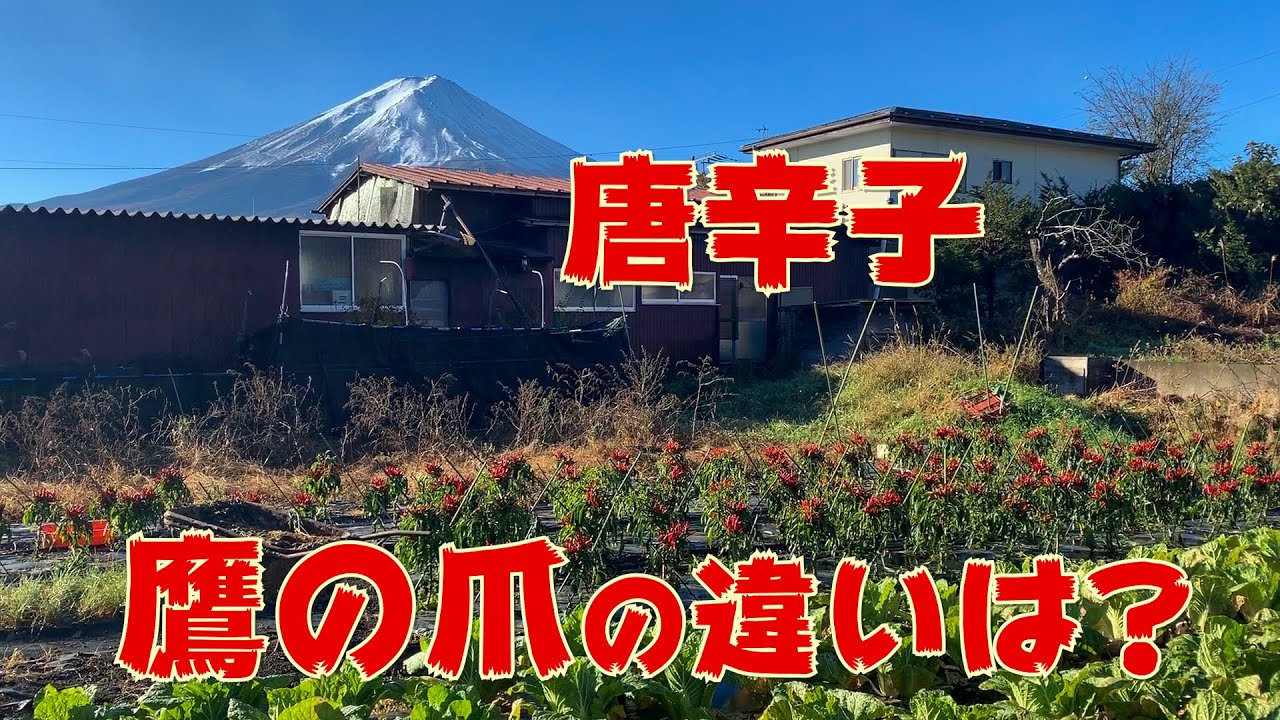 鷹の爪を北海道で栽培できる？辛くするには？ - 田舎でカフェライフ