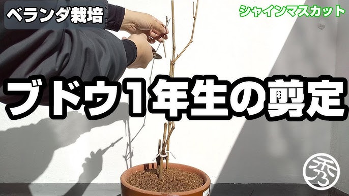 ぶどう栽培初心者です。去年夏にホームセンターで買ったシャイ 園芸相談Q＆Aみんなの趣味の園芸
