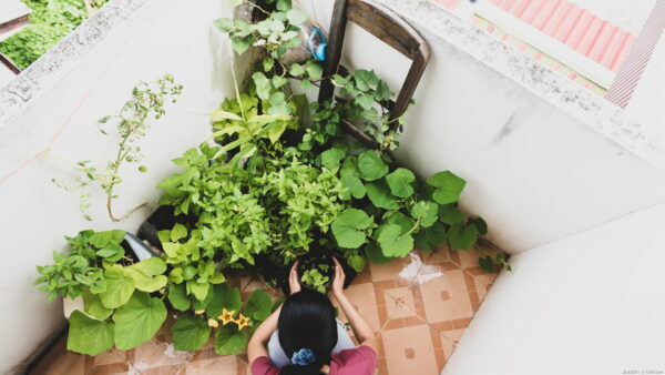ベランダ菜園でおすすめの野菜10選!注意点も解説植物とあなたをつなぐPlantia