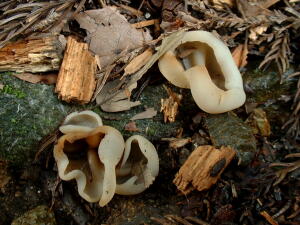 チャワン色々まねき屋のキノコblog