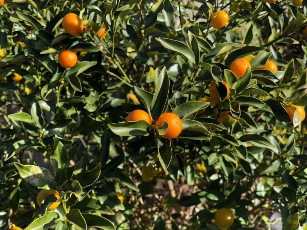 金柑 きんかん の育て方・栽培のコツプロが教える家庭菜園あぐりマッチ