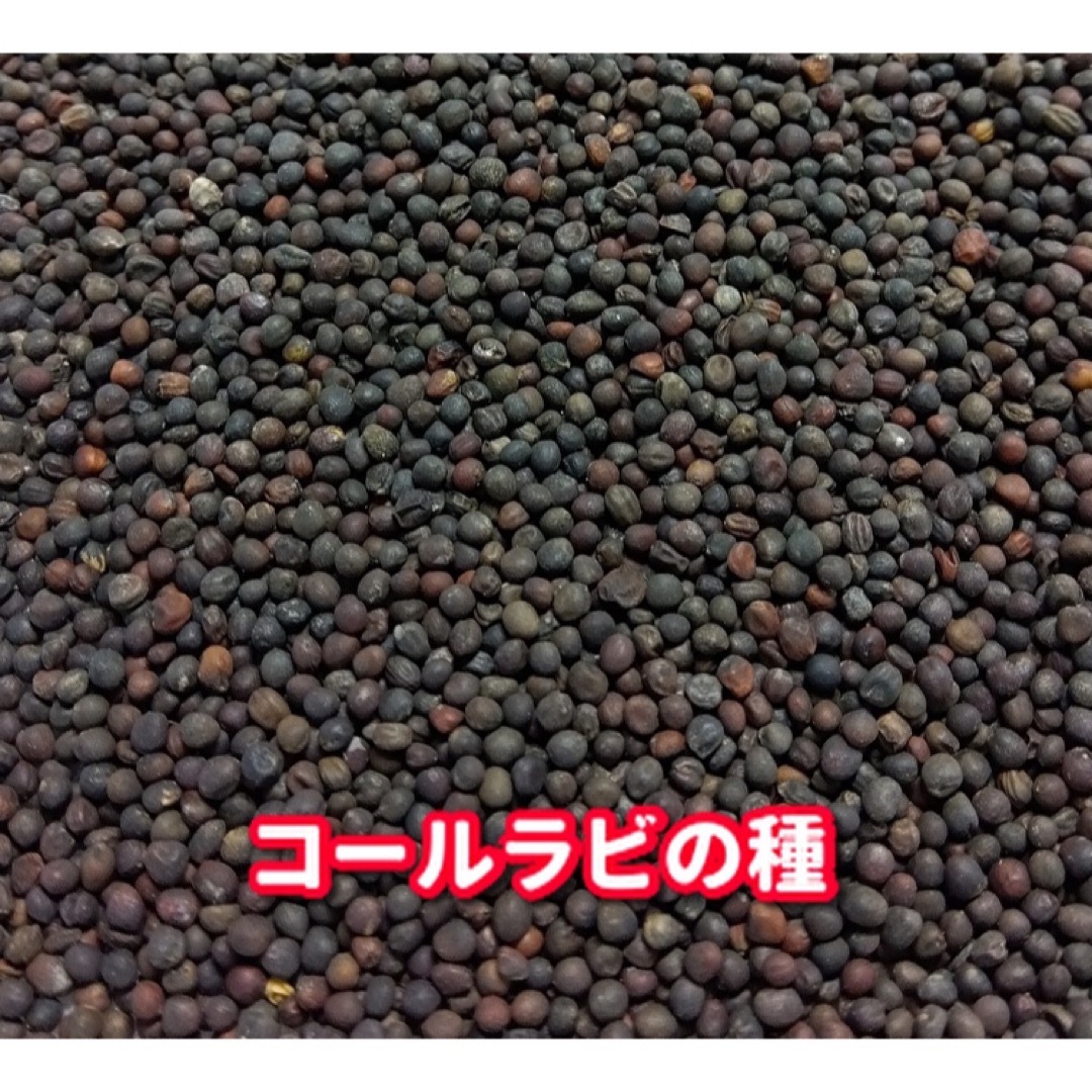 コールラビカーボロ・ラーパ・ミスタカブとも違う独特の食味がおいしい トキタ種苗の野菜品種カタログ・栽培ガイド
