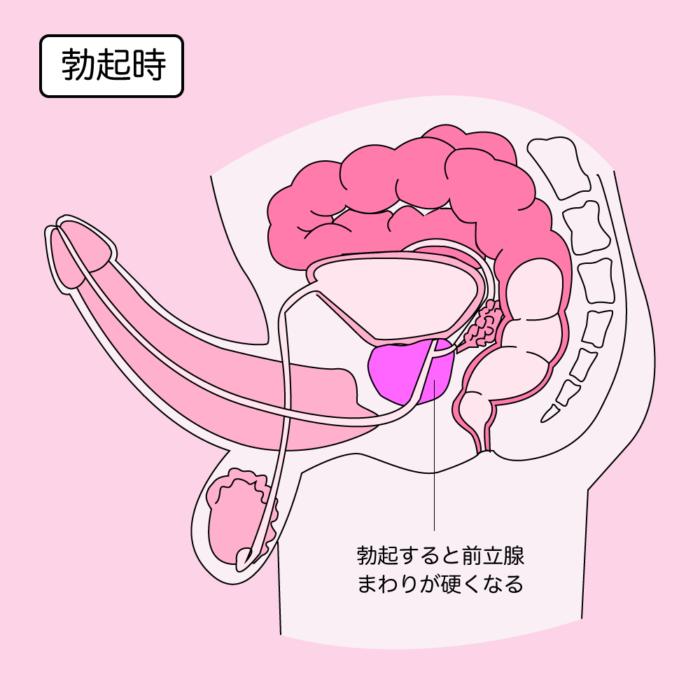 前立腺マッサージとはどんなプレイ？ 風俗エステ嬢がやり方を詳細解説 | シンデレラグループ公式サイト