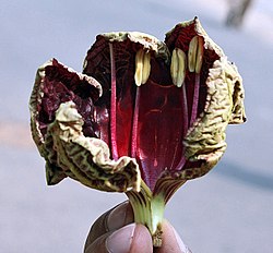 ソーセージノキ