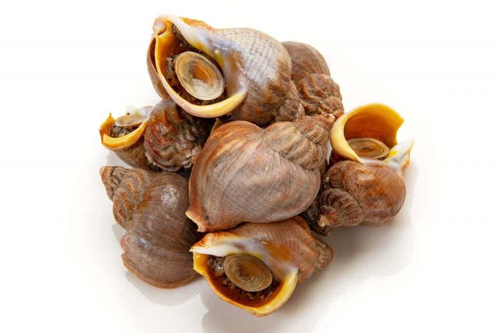 2025年最新！北海道産つぶ貝の魅力と食べ方完全ガイド～調理法別の選び方も必見～食べレア北海道北海道の食材お取り寄せ通販サイト