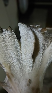 舞茸の保存 あれをするだけで長持ちします！ 島本美由紀の保存から食品ロス削減