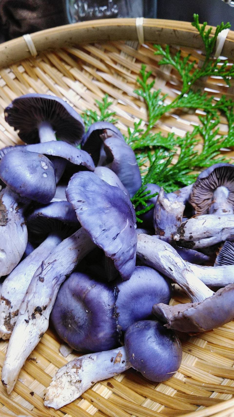 ほぼ日刊イトイ新聞 - きのこの話。～食べられるか食べられないか、それが問題だ～