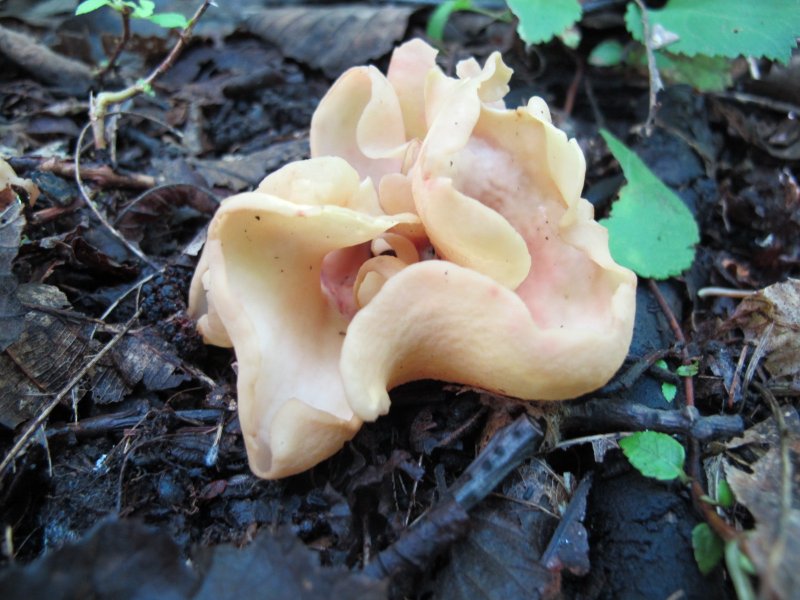 ツバキキンカクチャワンタケ 椿菌核茶椀茸