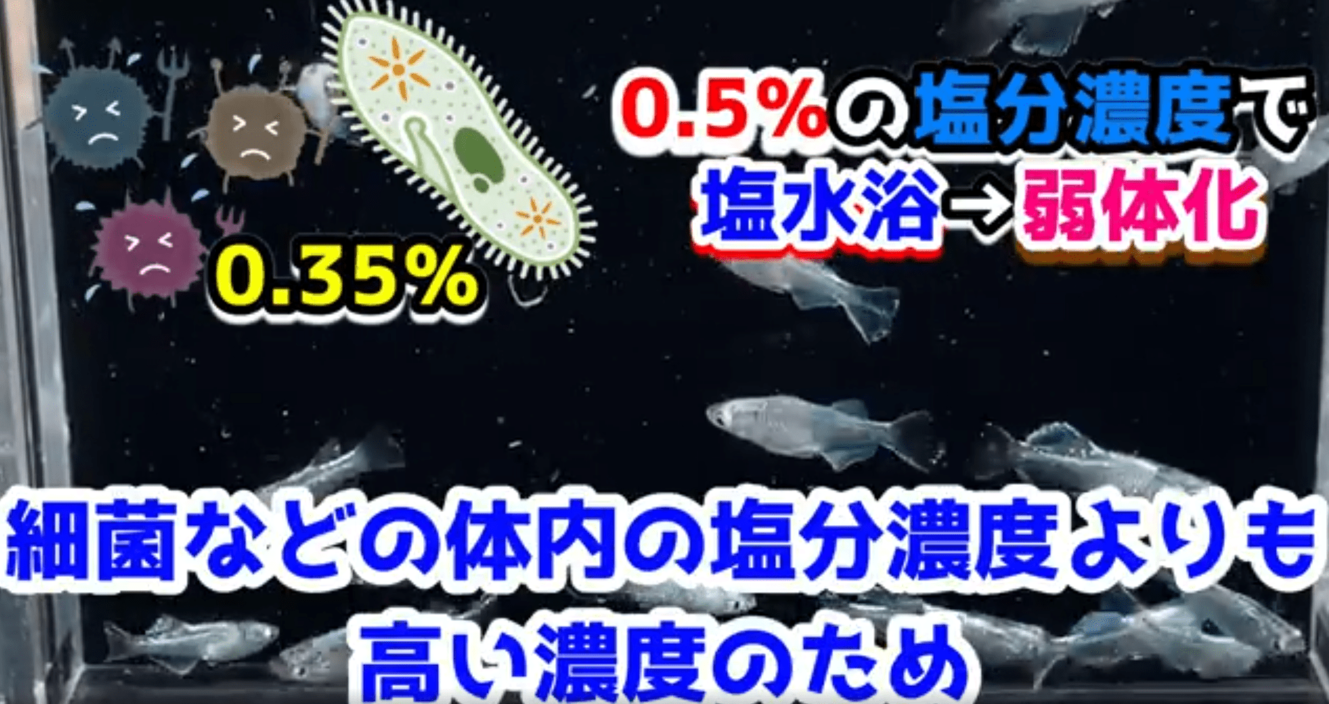 効率の良い人工海水の作り方「水と塩の割合」AquaNote アクアノート