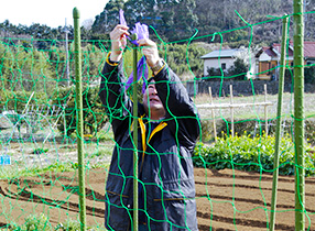 キュウリネット支柱セットの写真ダウンロード│ 株 ニチカン