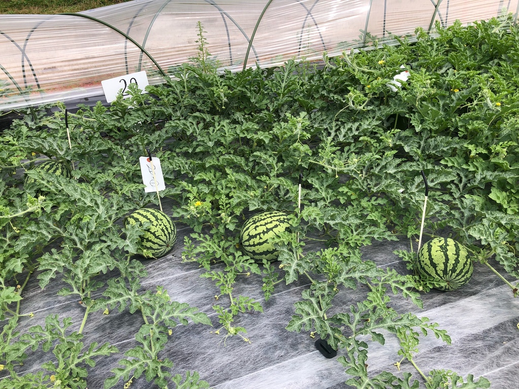 スイカ畑 10261015056 の写真・イラスト素材アマナイメージズ