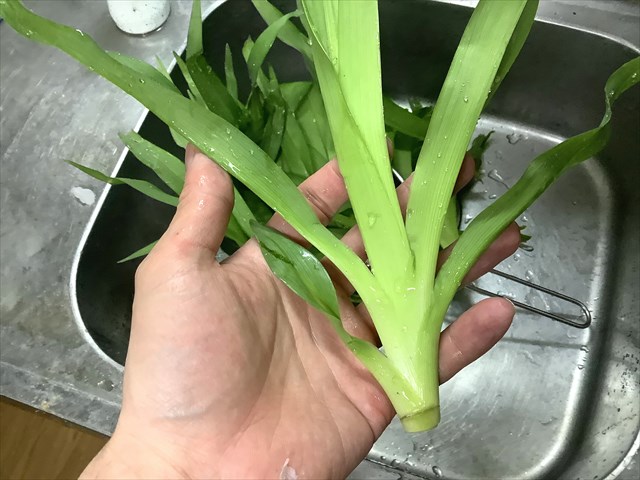 野生の金針菜 ノカンゾウ・ヤブカンゾウの蕾 がおいしかった - 私的標本：捕まえて食べる