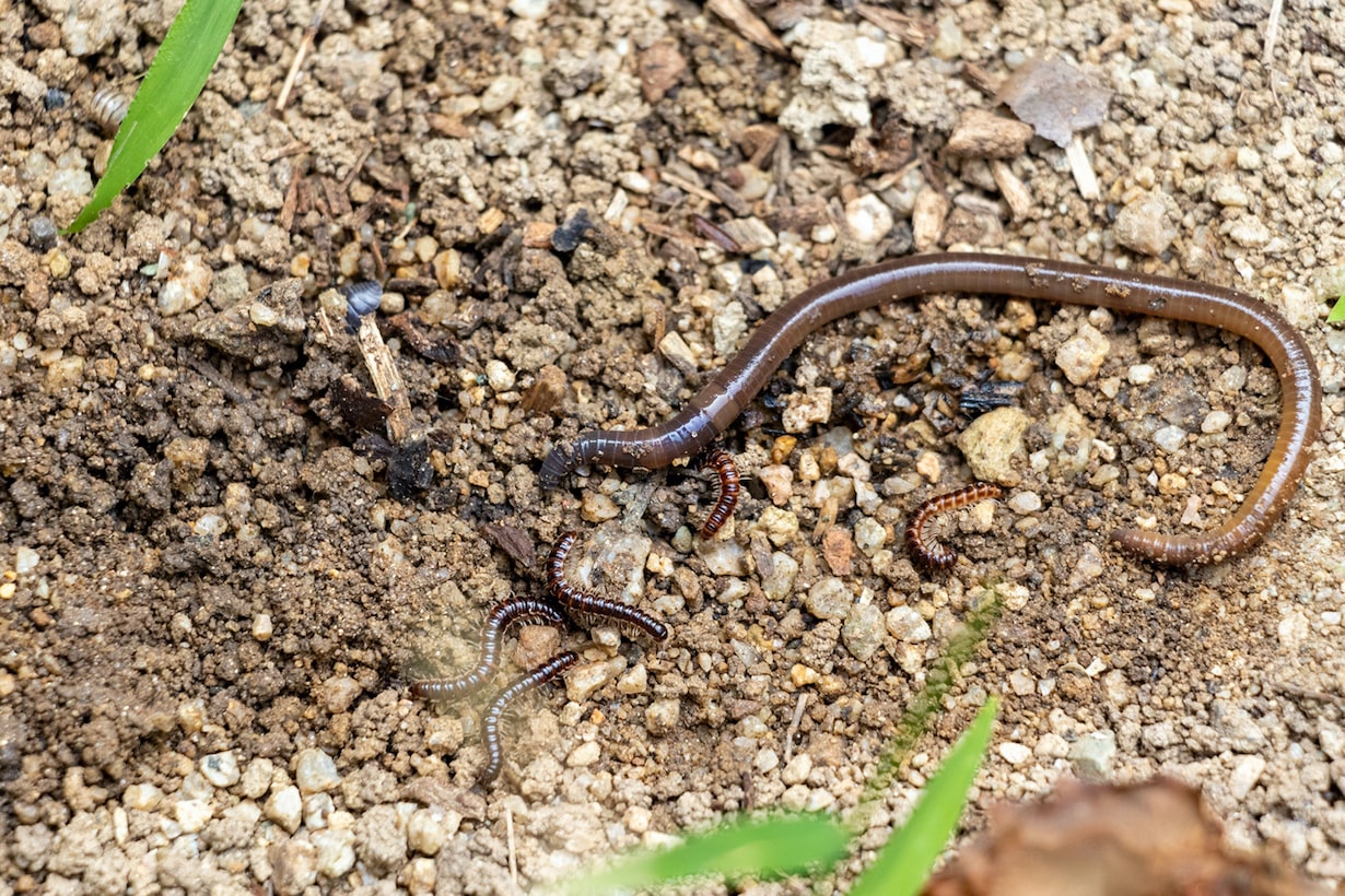 福岡ミミズ日記: ミミズの食べ物：雑草 広葉雑草とイネ科雑草