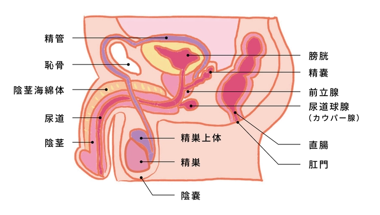 慢性前立腺炎｜神戸市東灘区 摂津本山｜いしむら腎泌尿器科クリニック